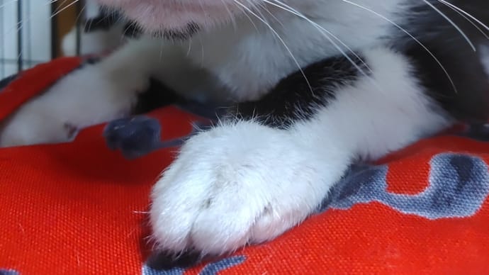 甘えん坊つゆちゃん
