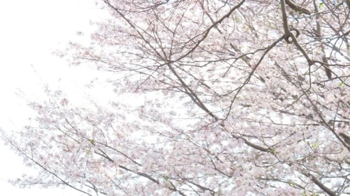 遠き春