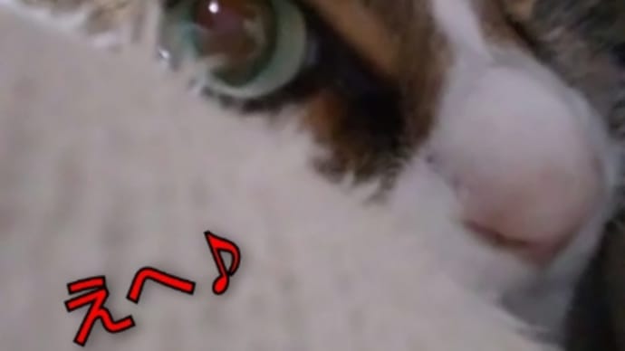 留守の間に