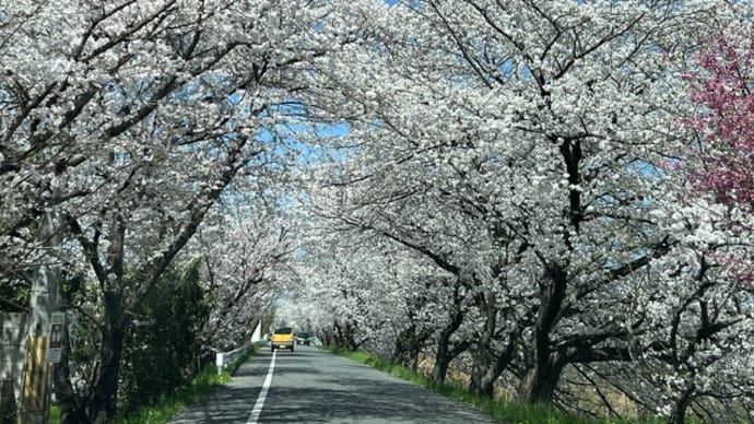桜前線通過中