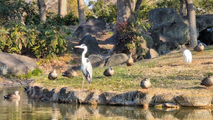 住吉公園　バードウォッチング♫