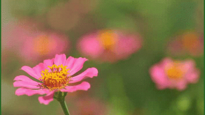 自宅の花壇の中で、百日草が今年も見頃を迎えて・・・