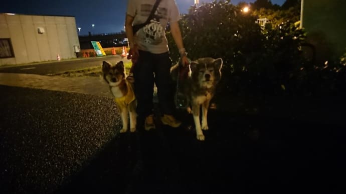 秋田犬のそらちゃんに会いました♪と、いろいろ(^^)