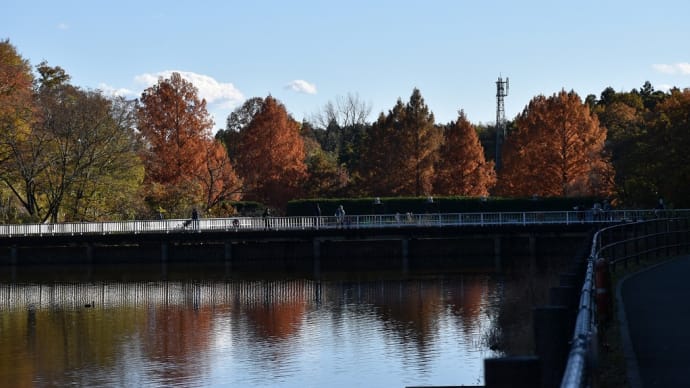 もみじ狩り 埼玉県熊谷市楊井 国営武蔵丘陵森林公園(3)山田大沼に写り込む紅葉
