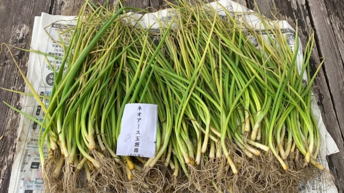 玉ねぎを植えました