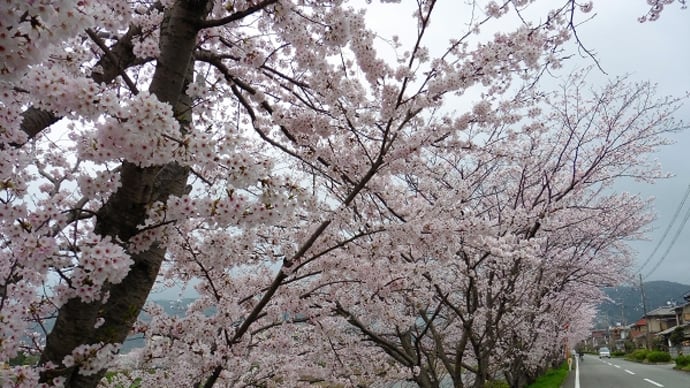 夢前川沿いの桜 2015