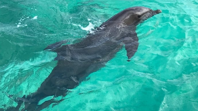 イルカと一緒に〜🐬