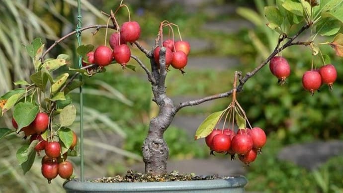 「姫リンゴ」の花と実(2) 秋の果実