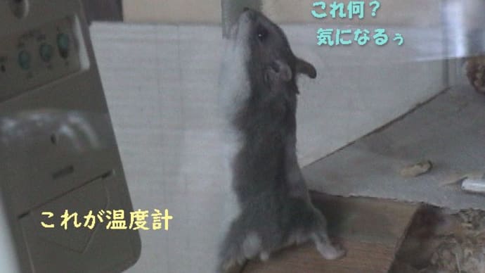 「人間が気温の管理をしっかりと」って?