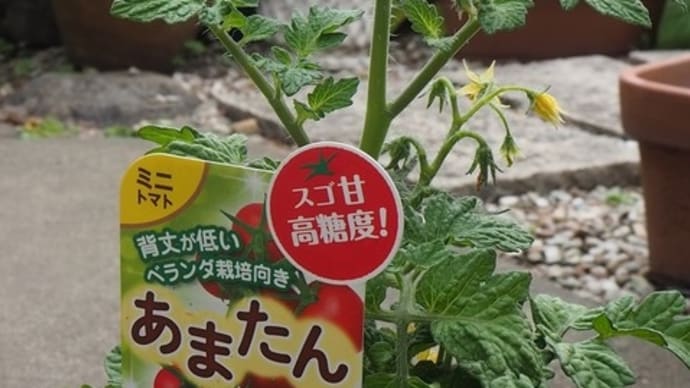 ミニトマトも頼んだけれど。