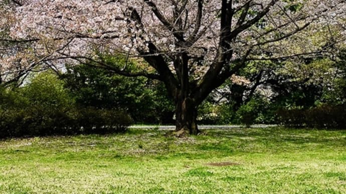 昭和記念公園のチューリップが間もなく見頃。（その1）