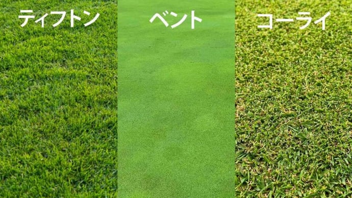 あれってそれって今何代目なんだろうか ~ ゴルフのベント芝の品種