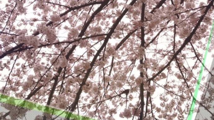 桜の季節です♪