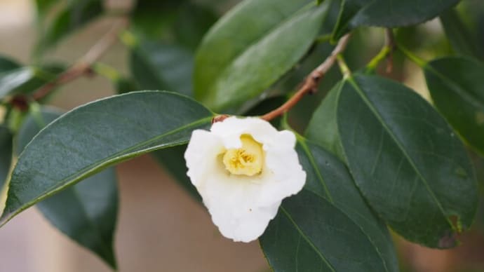 12月の馬場花木園②