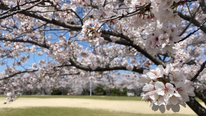 今日の桜