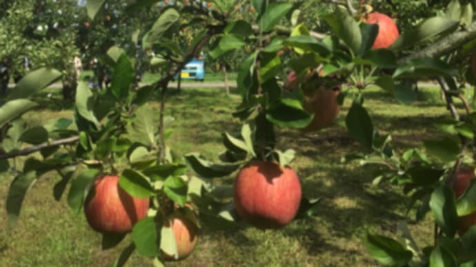 28年度親子サークル10月４日（火）『リンゴ畑』
