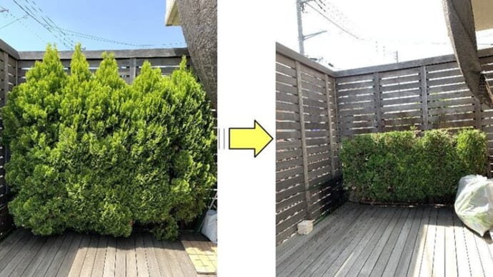 ウッドデッキの横に植えられたコニファーの枝おろし作業
