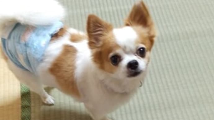 悪ガキ蓮ちゃん!