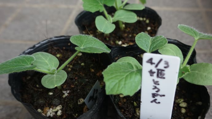 姫トウガン植え付けました~