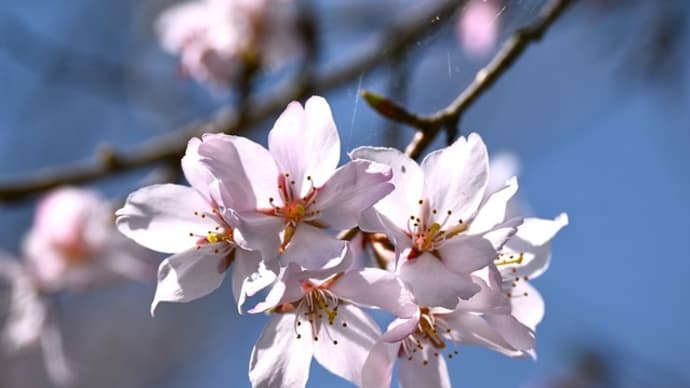 山科・随心院 ① ~「小野梅園」の百花繚乱