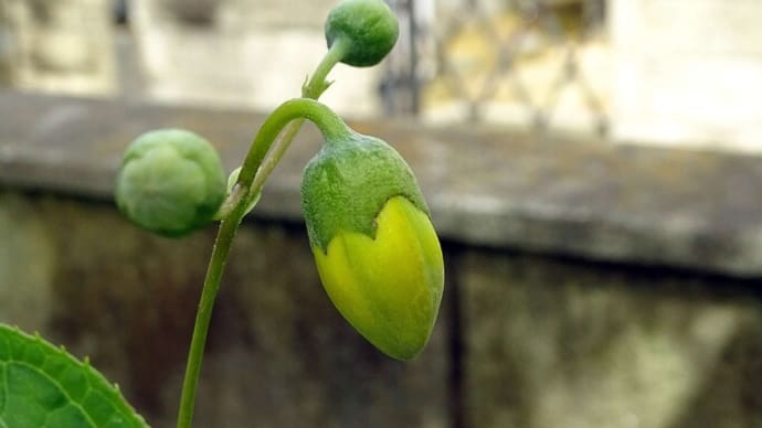 キレンゲショウマが虫(?)に食われた件 ならびに ´花は返事を返してくれないよ´という話