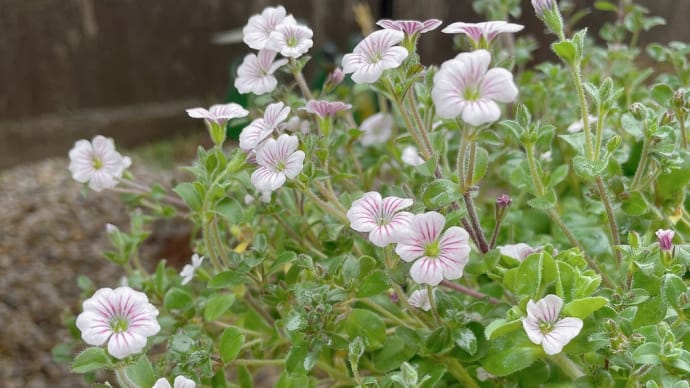 5月15日 日曜日 くもり