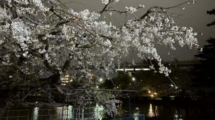 【散歩】桜