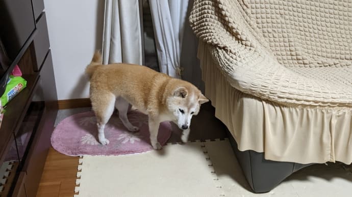 不安なんだろうなぁ・・