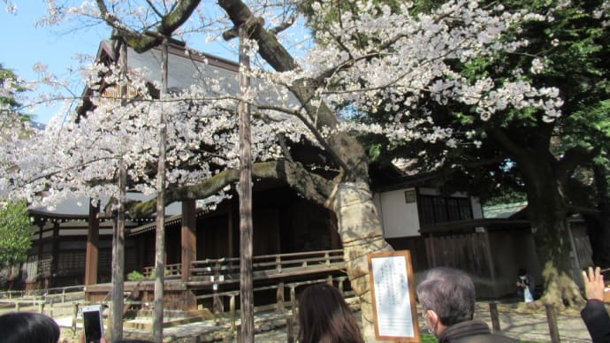 桜🌸が満開となりました！気象庁が指定した東京の桜の「標本木」がある場所を見てきました。