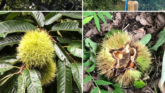 栗拾い🌰行きたいなぁ〜!それがダメでも栗ご飯は食べたい!