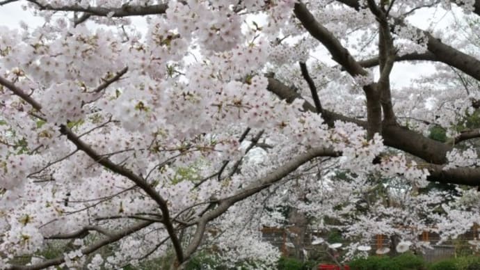 桜と牡丹　in 鎌倉