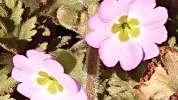 花達 #桜草 #シクラメン #髪の悩み #母の思い出