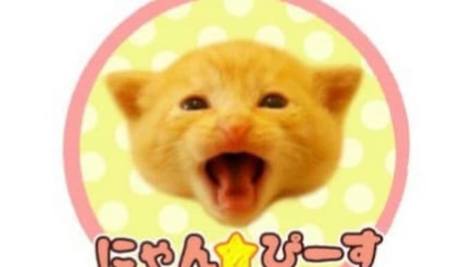 8/15(土)【第95回にゃん☆ぴーす猫の譲渡会のお知らせ】（千葉市：DC会館）