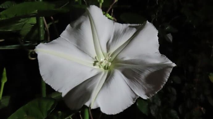 夕闇に浮き上がる純白の花