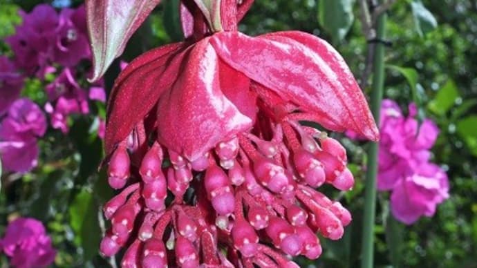 メディニラの花