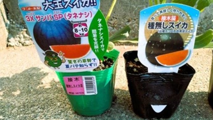 すいか苗植えた! さつま芋苗完了! なすび&きゅうり