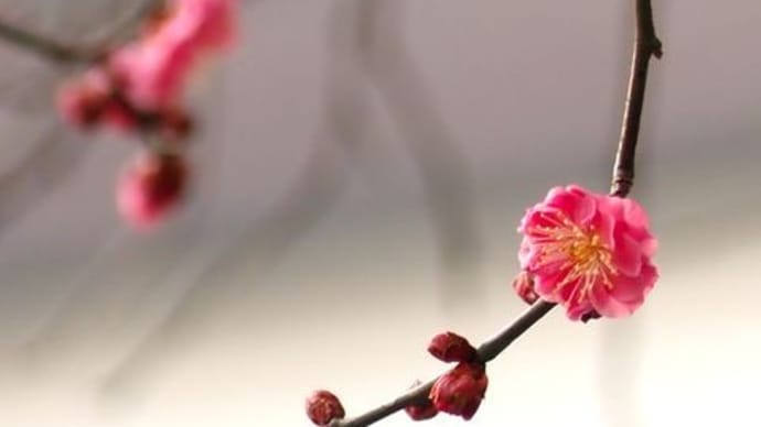 弥生朔日2