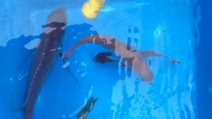 2号船、ウタセマダイ