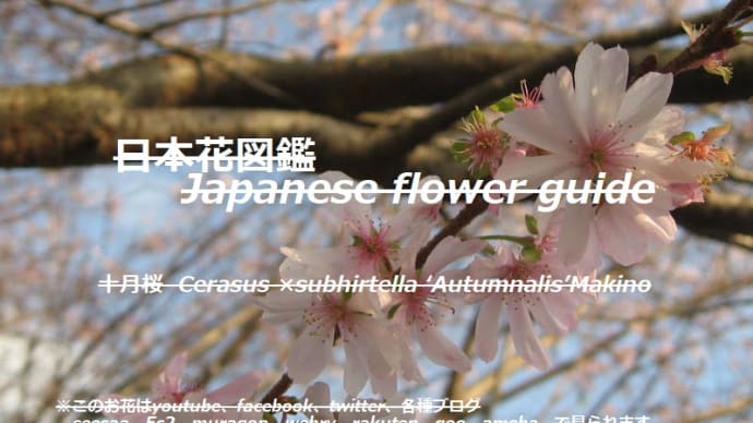 青空に冬の桜?!Winter cherry blossoms in the blue sky? !!