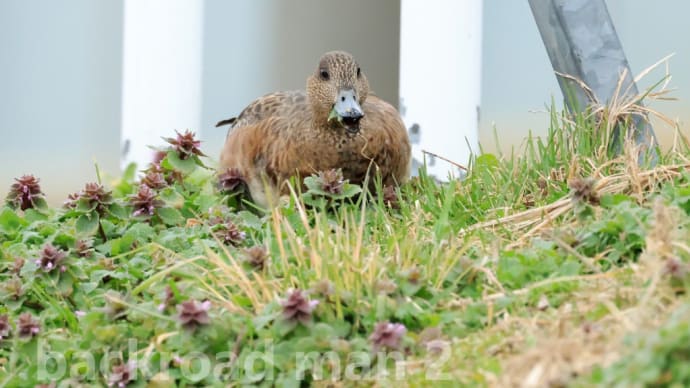 緋鳥鴨に惹かれる