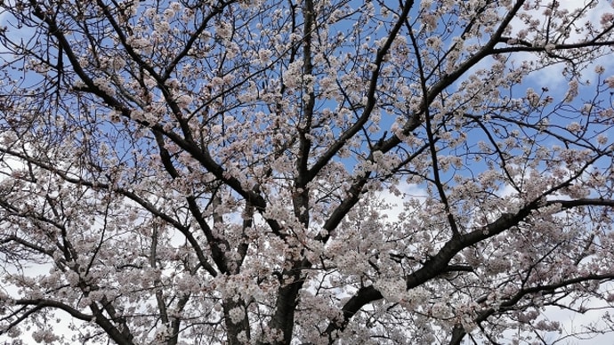 ほんの１週間で桜が見頃に