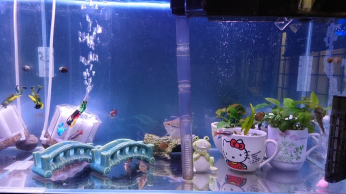 水換えと足し水しました