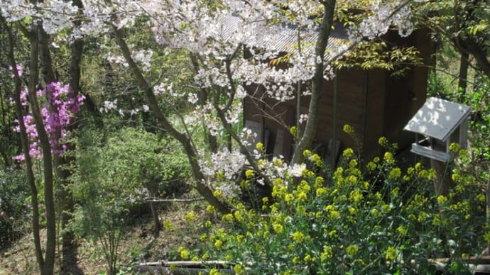 桜にメジロ…花もノラにゃんこも絶好調！