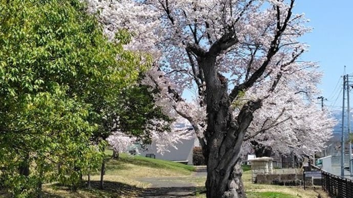 みちのくの春2025 (4) 米沢市すこやかセンターの桜