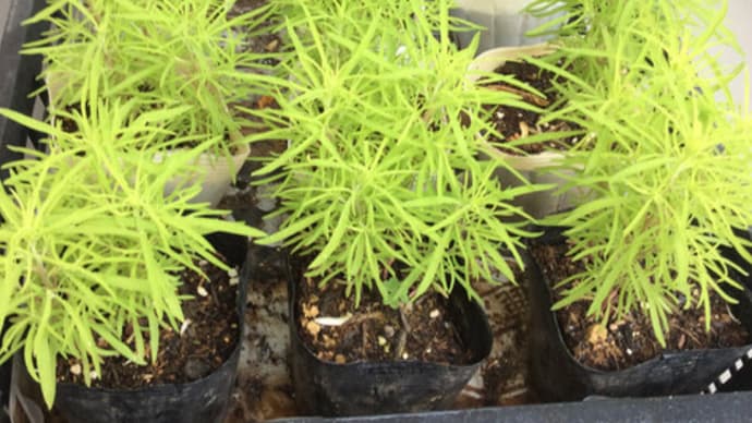 May, コキア 植え付けしました