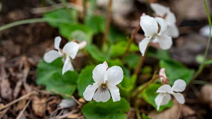 ウォーキングで見かける花々