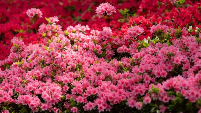 近所にある公園で初夏の花々を見学して来たみたい----------少年少女成長記録です