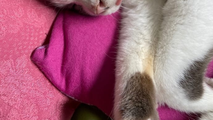 暑さでニャンズのびてます💦