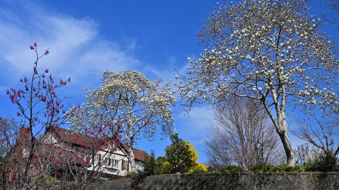 イングリッシュガーデンに咲く春のお花