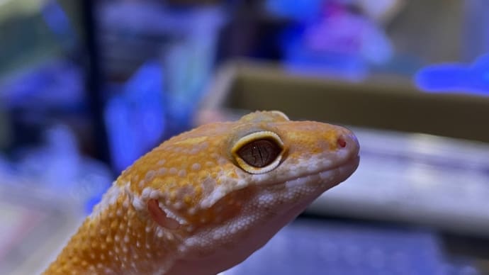 ヒョウモントカゲモドキ スノーラプター